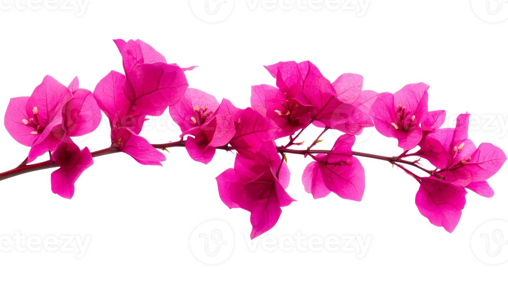 Bougainvillea blooms in vibrant magenta color, cut out transparent png