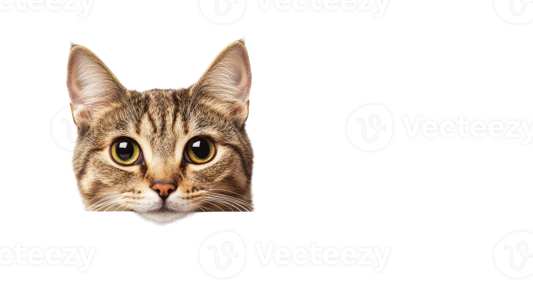 A charming brown tabby cat peeks with large expressive eyes png