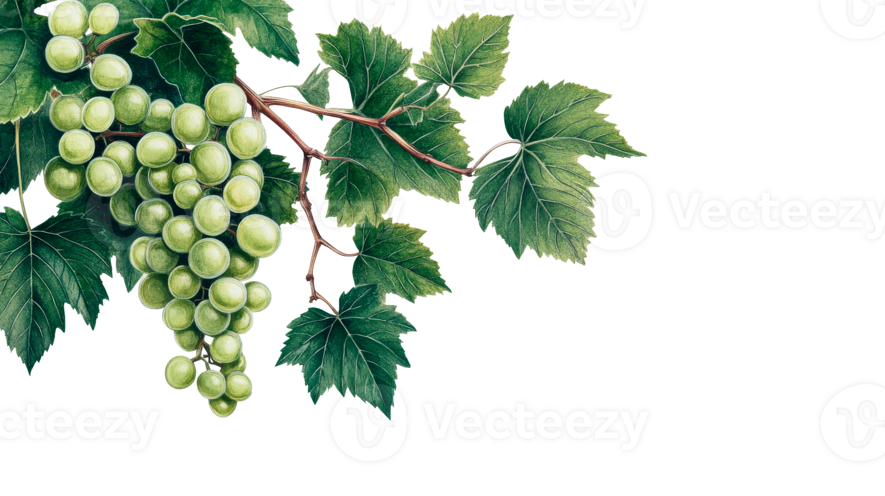 Green Grapes and Leaves Isolated on Black, cut out transparent png