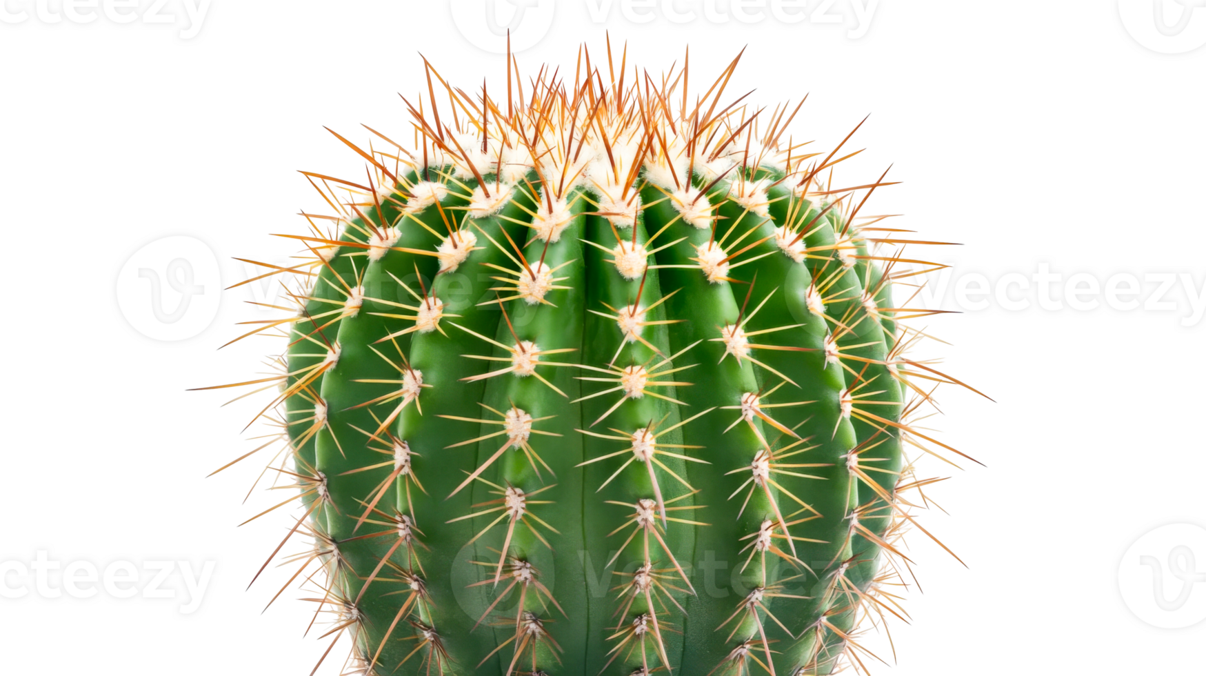 Barrel cactus with sharp spines on black background, cut out transparent png