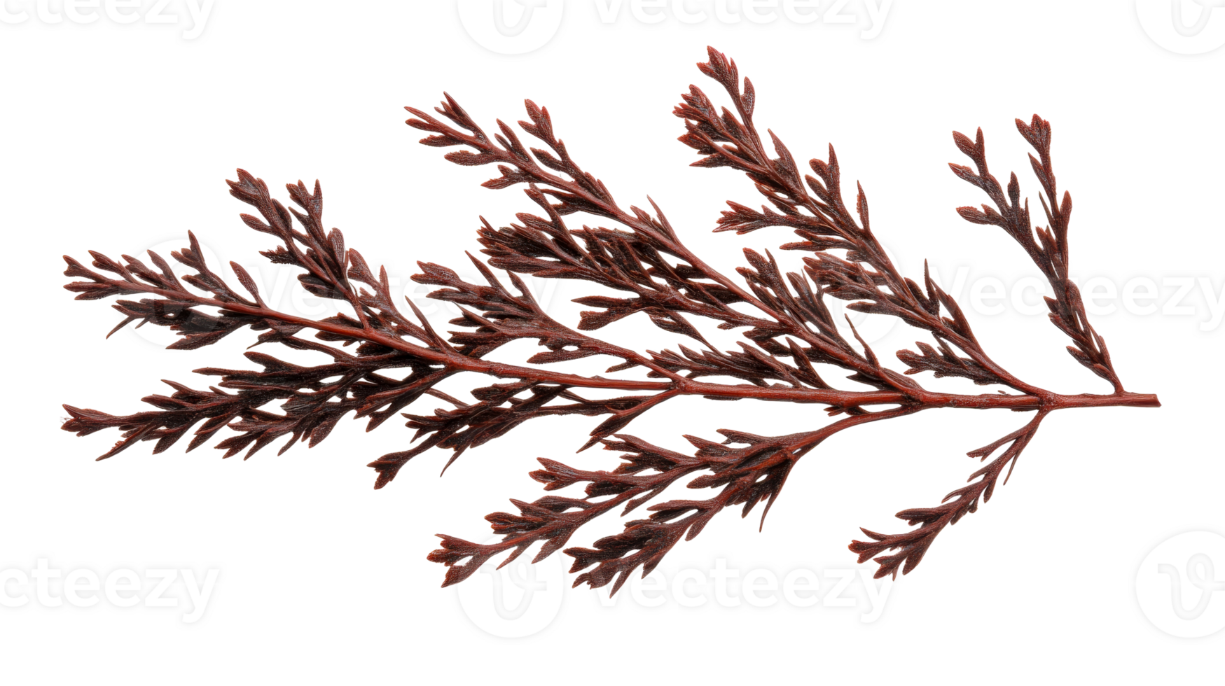 Red seaweed with detailed structure and texture, cut out transparent png