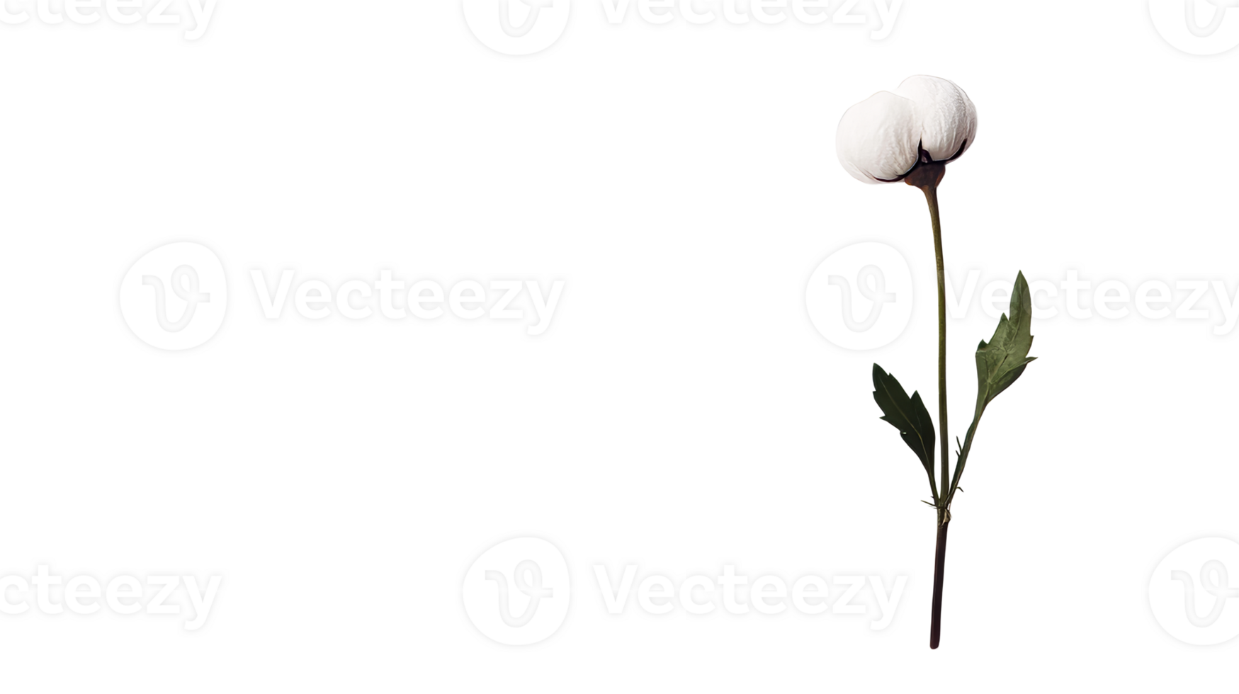 Elegant white cotton flower stem, leaves against black background, cut out transparent png
