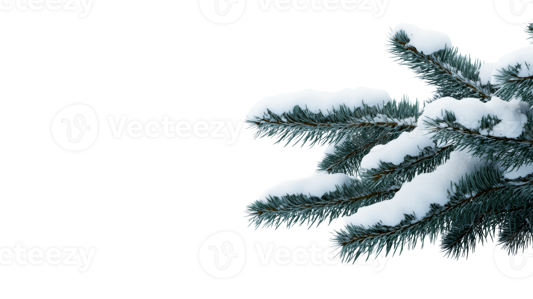 Snow covered pine branches, winter nature elements, cut out transparent png