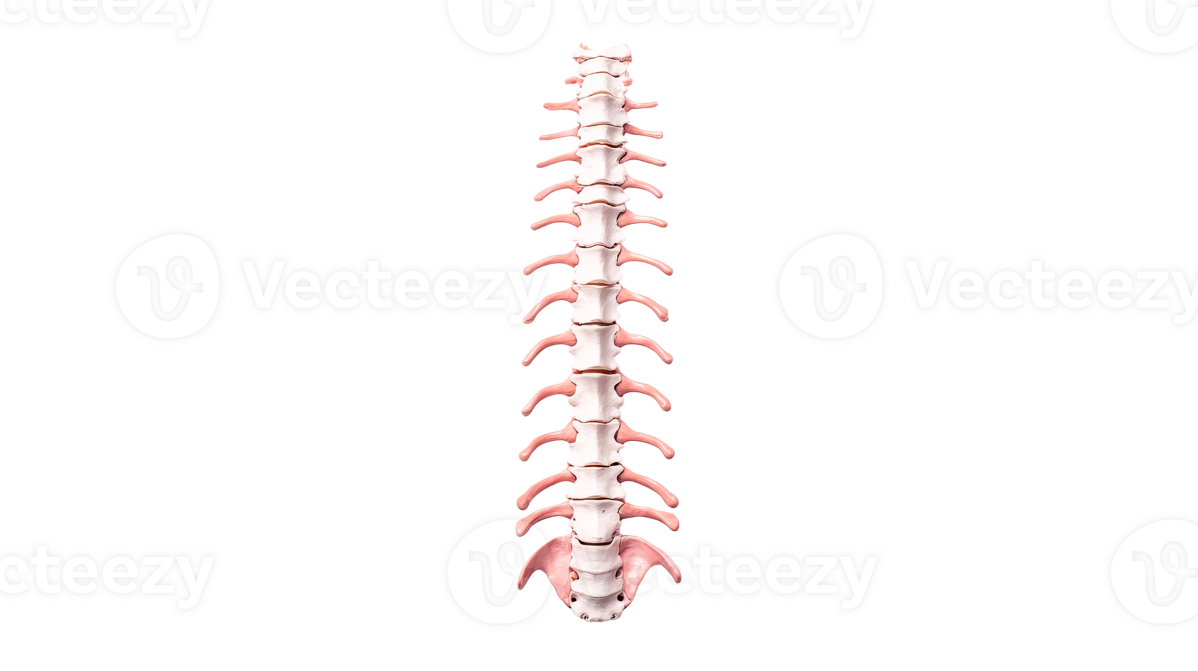 Spine bones, human anatomy spinal column structure, cut out transparent png