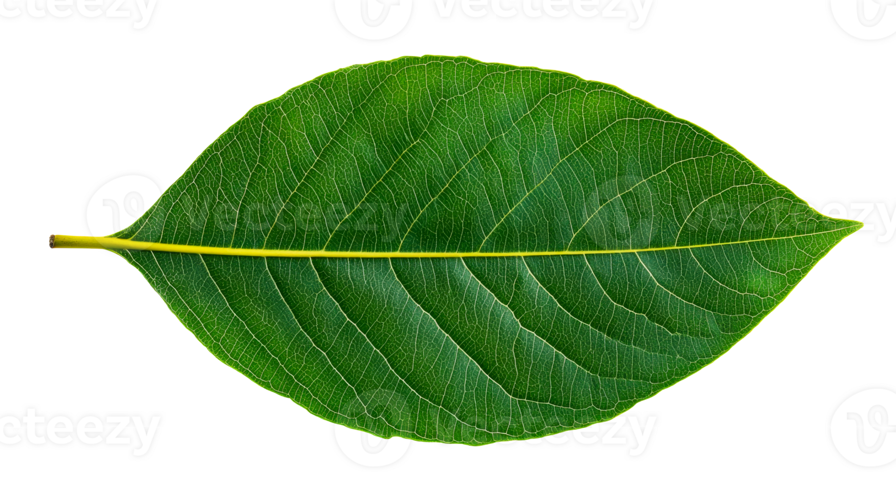Magnoliopsida leaf detailed pattern with yellow veins, cut out transparent png