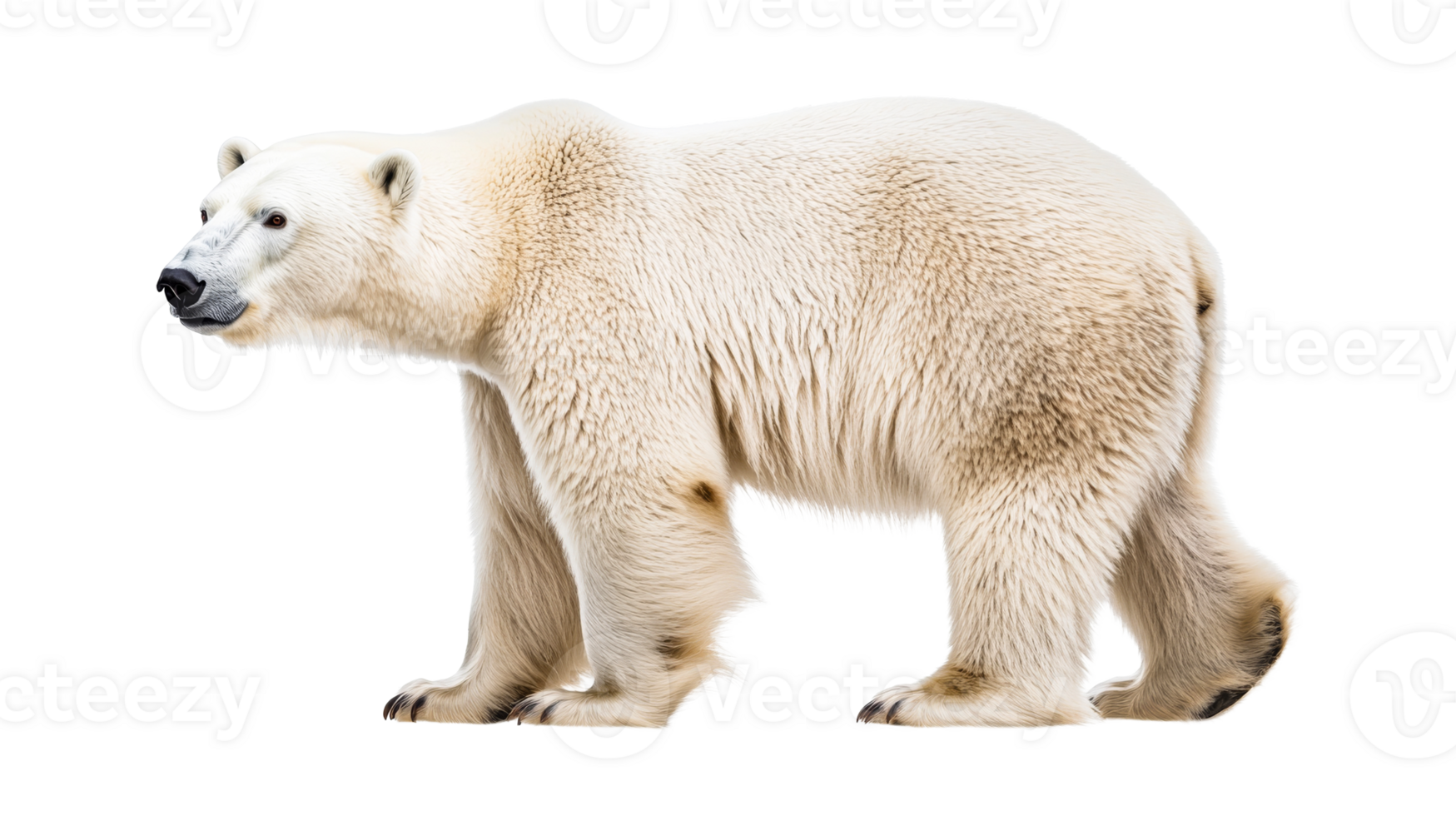 Majestic polar bear stands isolated, facing left, cut out transparent png