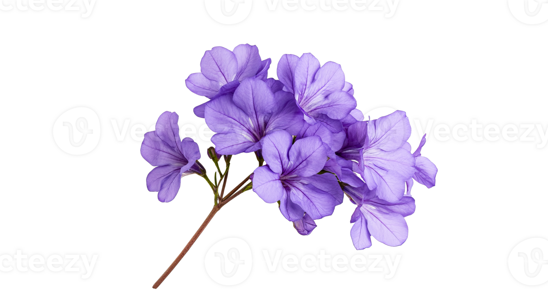 Petunia flowers, in shades of purple, arrangement, isolated floral bloom, cut out transparent png