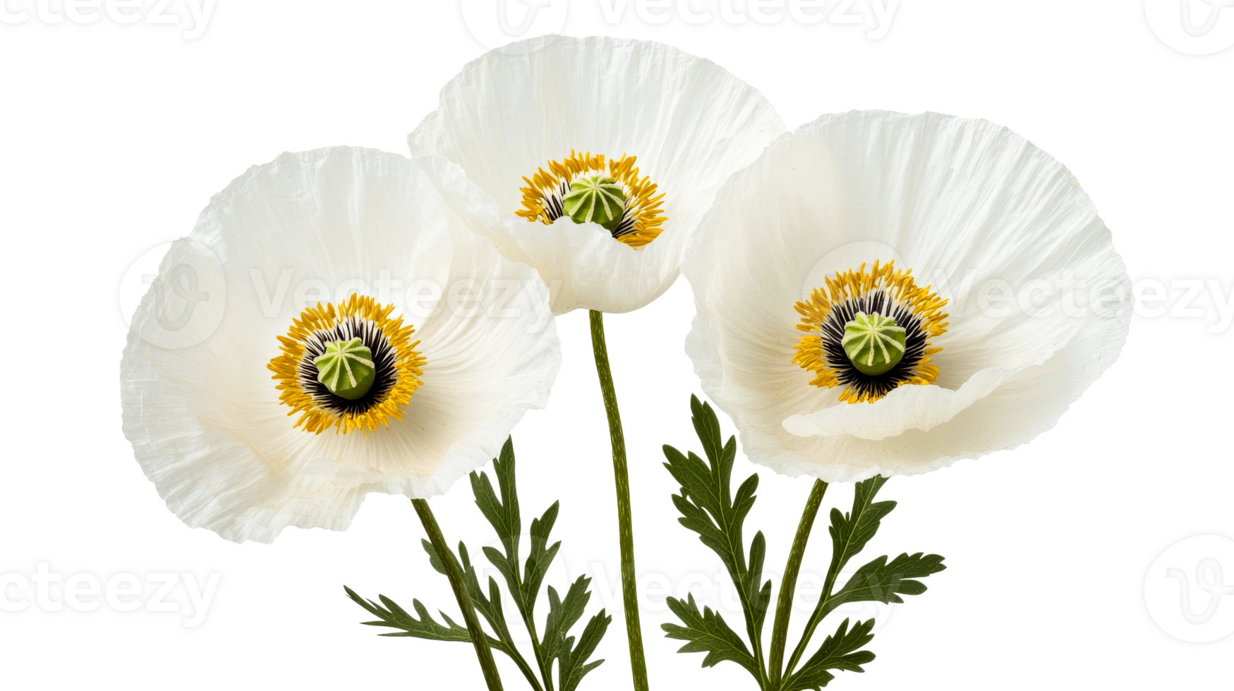 Three white poppy flowers, botanical beauty, delicate petals, cut out transparent png