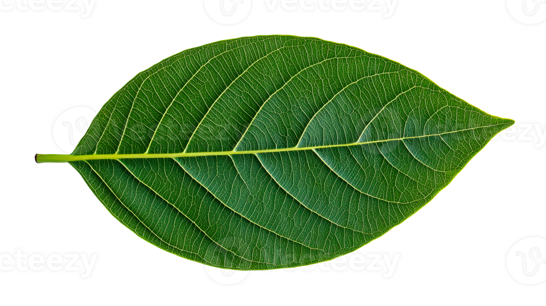 Close-up of a vibrant green leaf with prominent veins, cut out transparent png