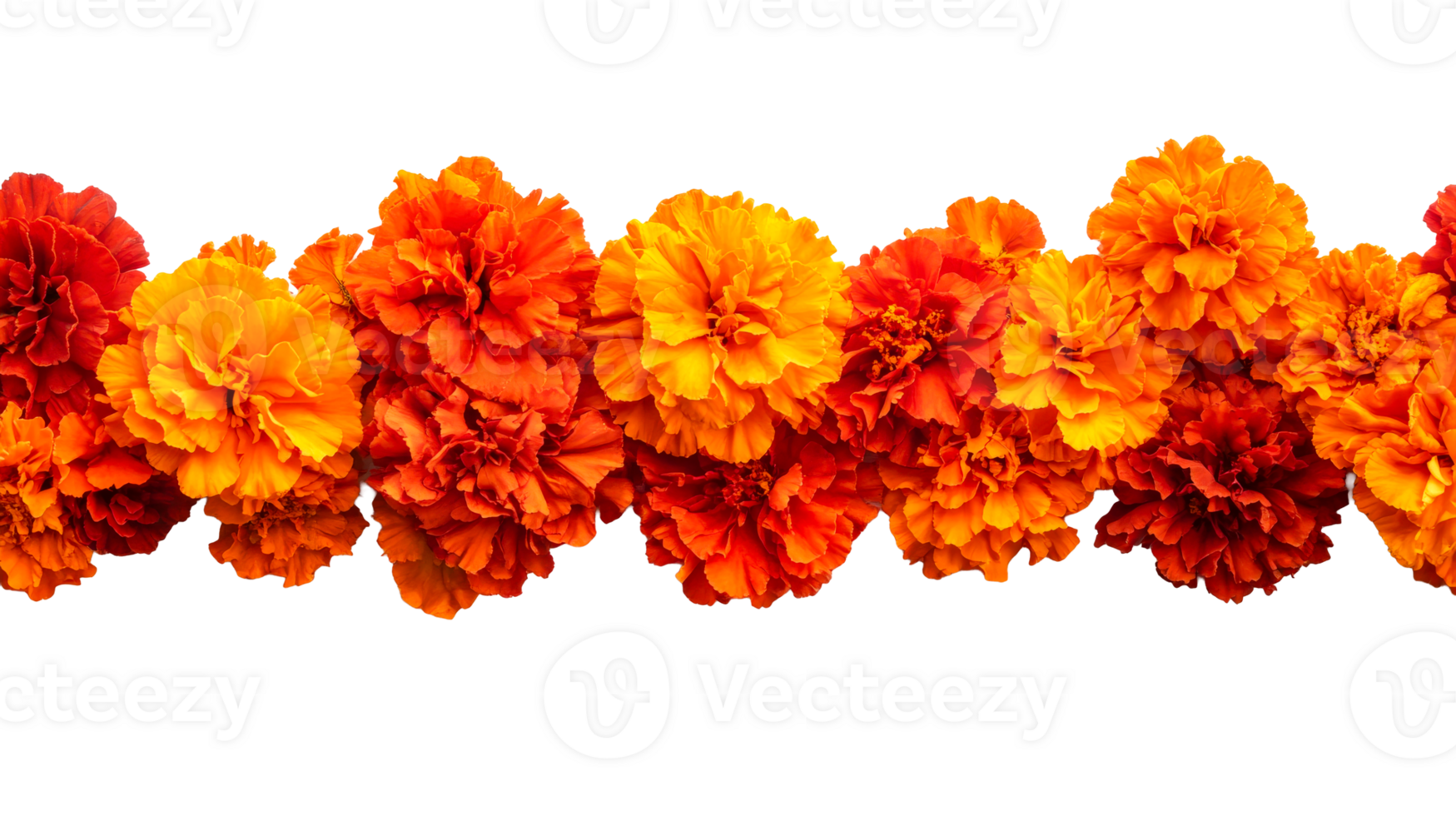 Marigolds in full bloom forming horizontal border, cut out transparent png