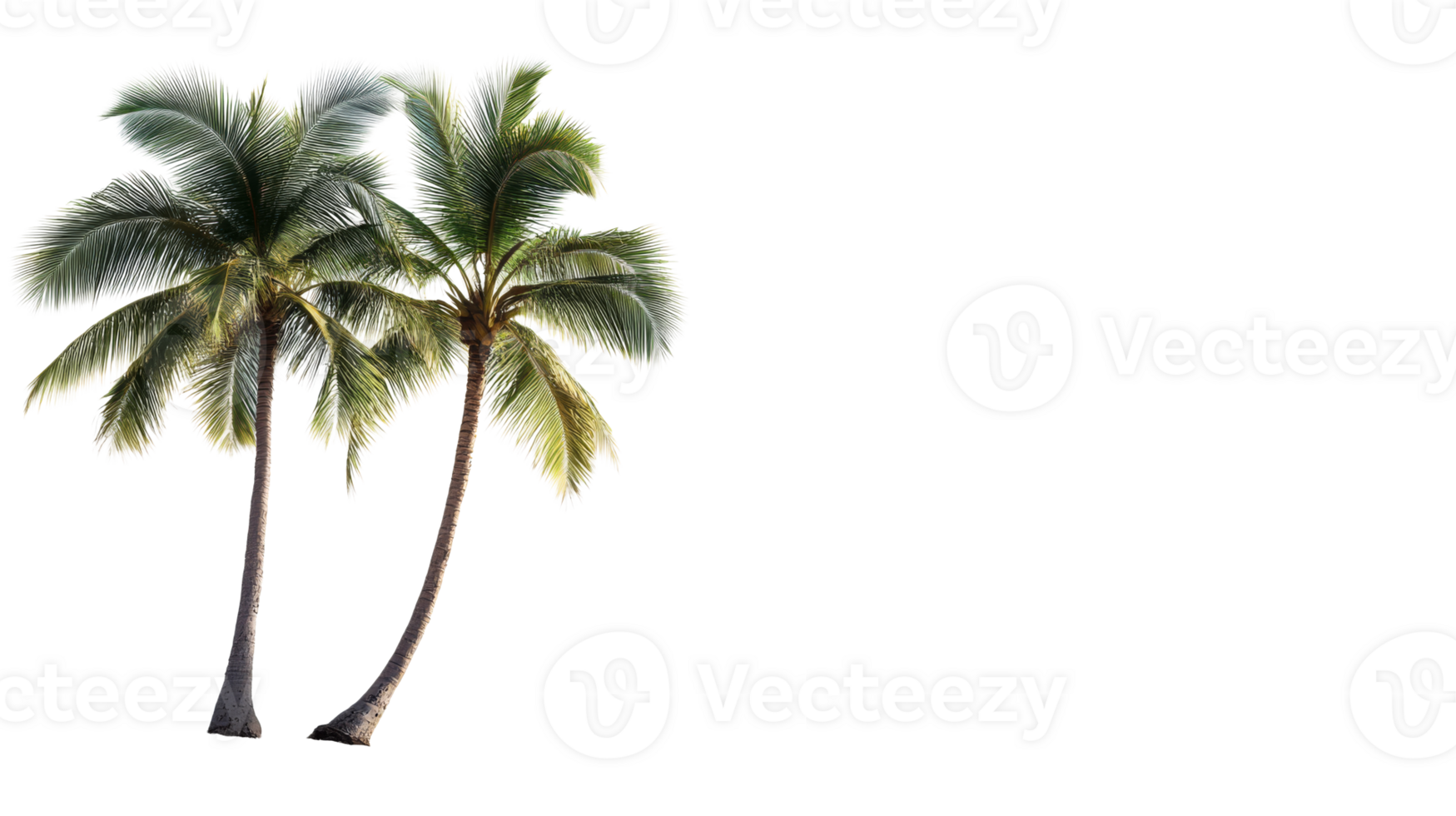 Two tropical palm trees isolated on black, cut out transparent png