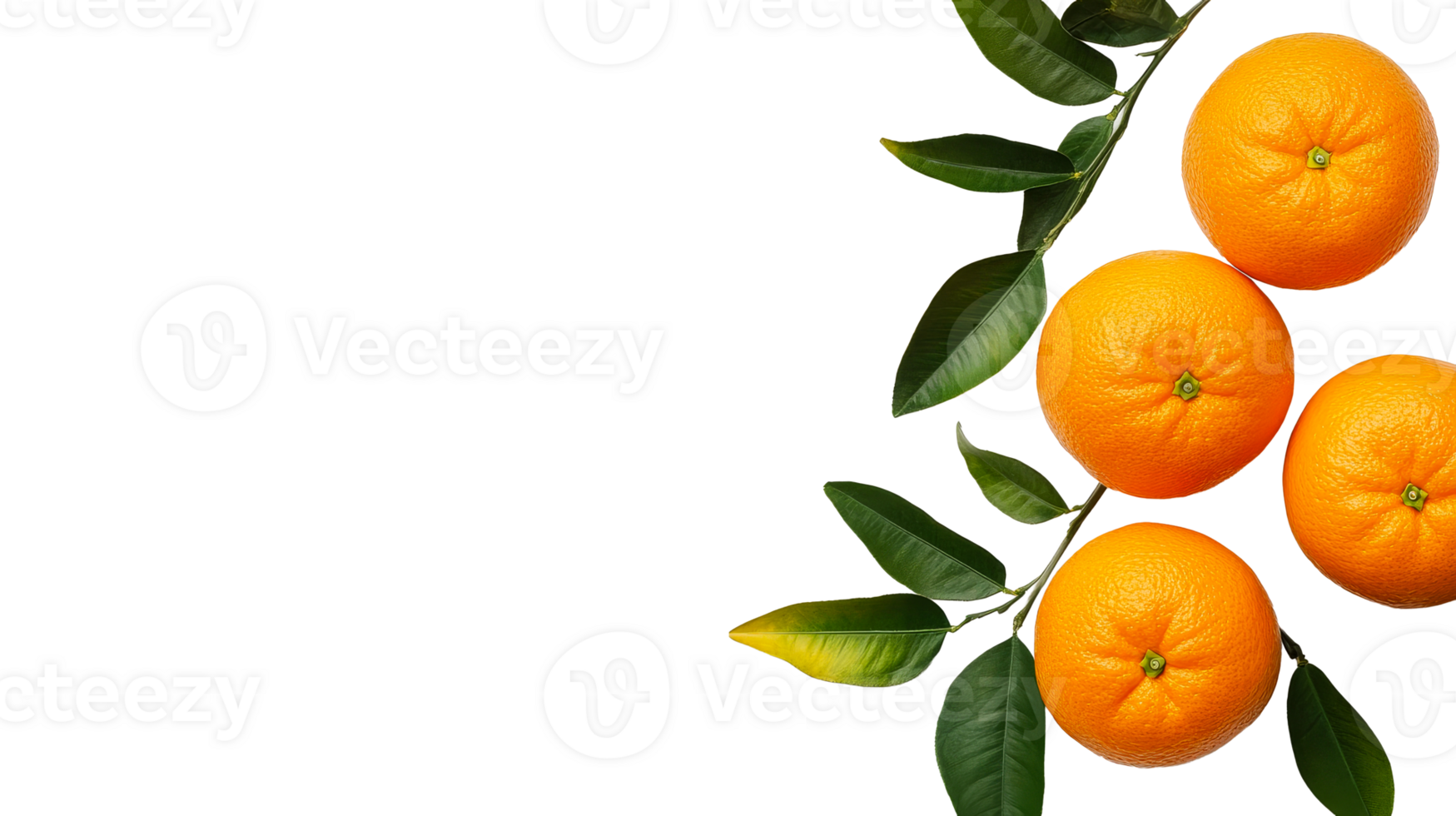 Oranges with leaves, branch, vivid color and detailed texture, cut out transparent png