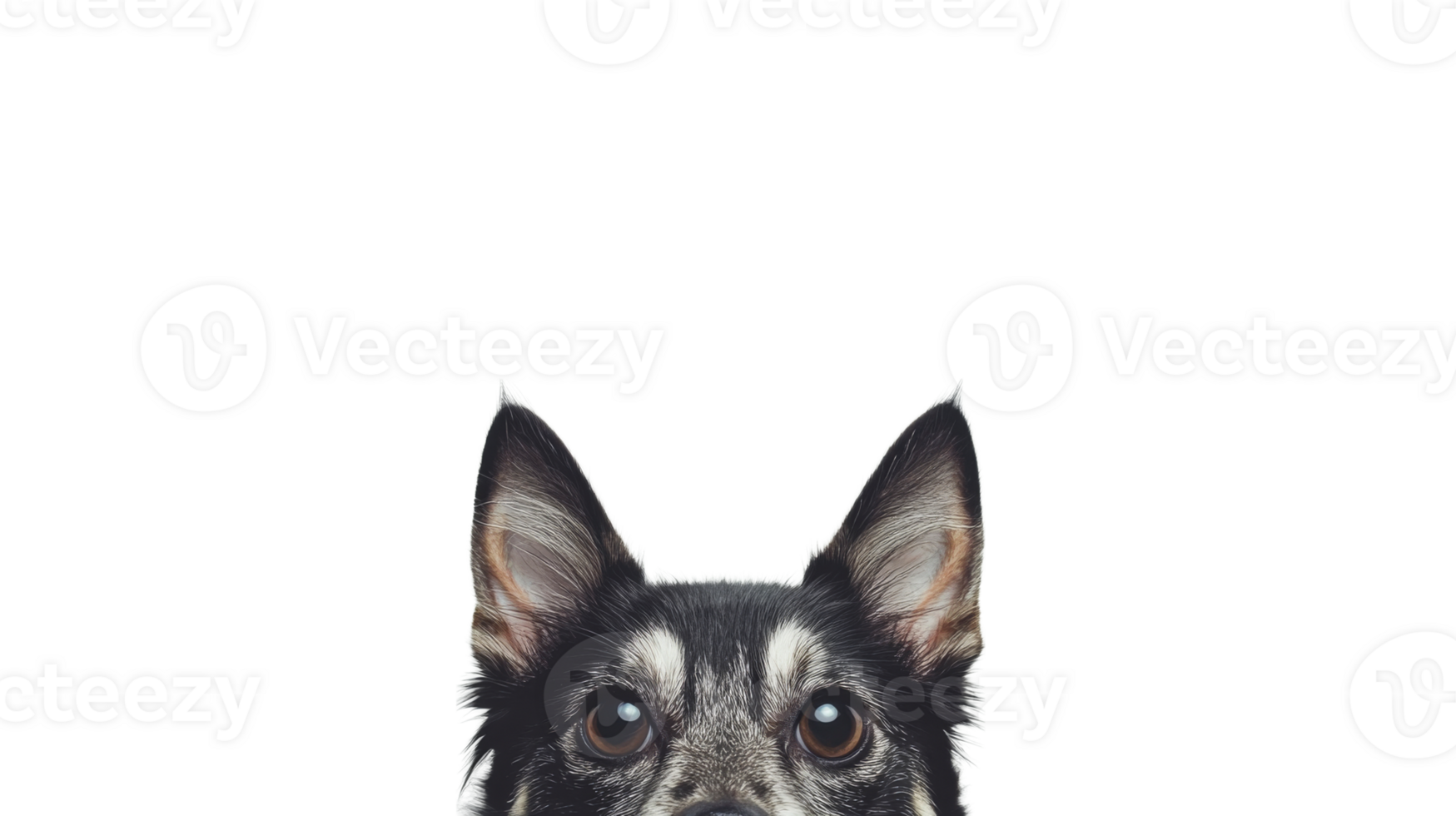 Curious dog, ears attentive, peeking out from darkness, cut out transparent png