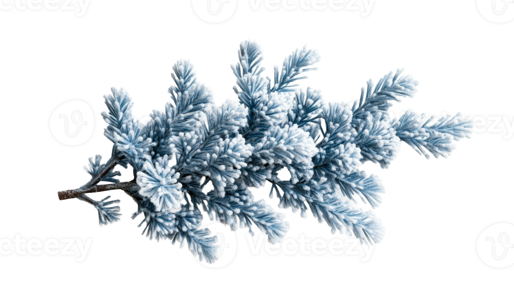 Frosted evergreen branch with delicate snowflakes resting gently png