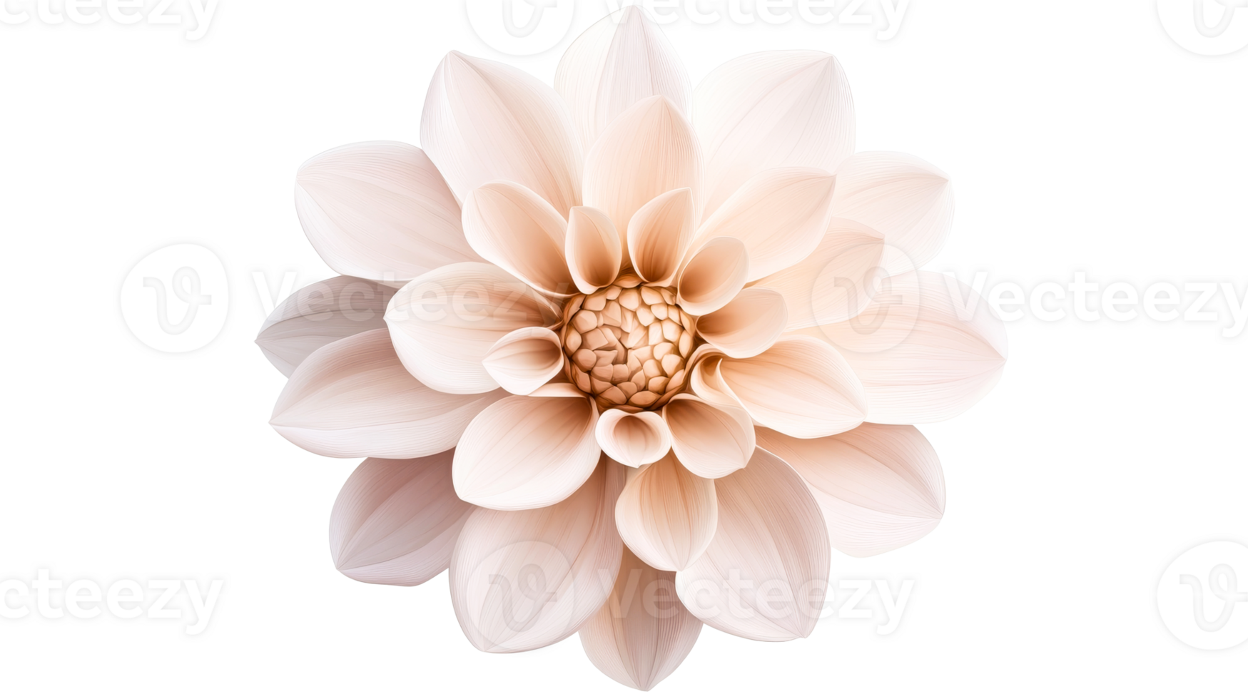 Elegant peach dahlia isolated on black background, cut out transparent png