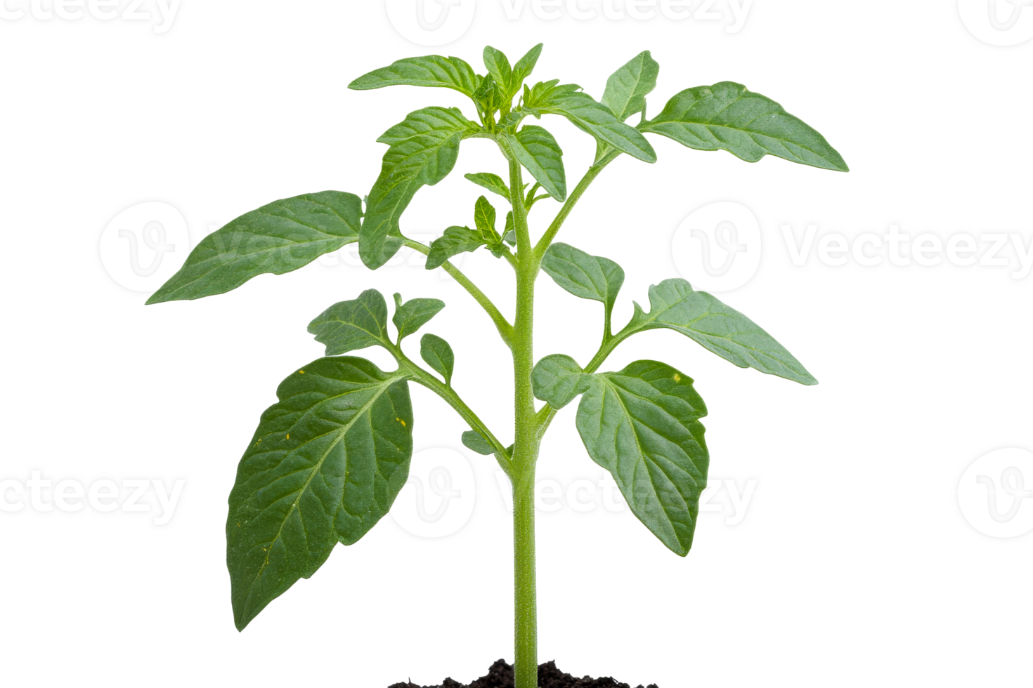 Green tomato seedling growing against black background, cut out transparent png