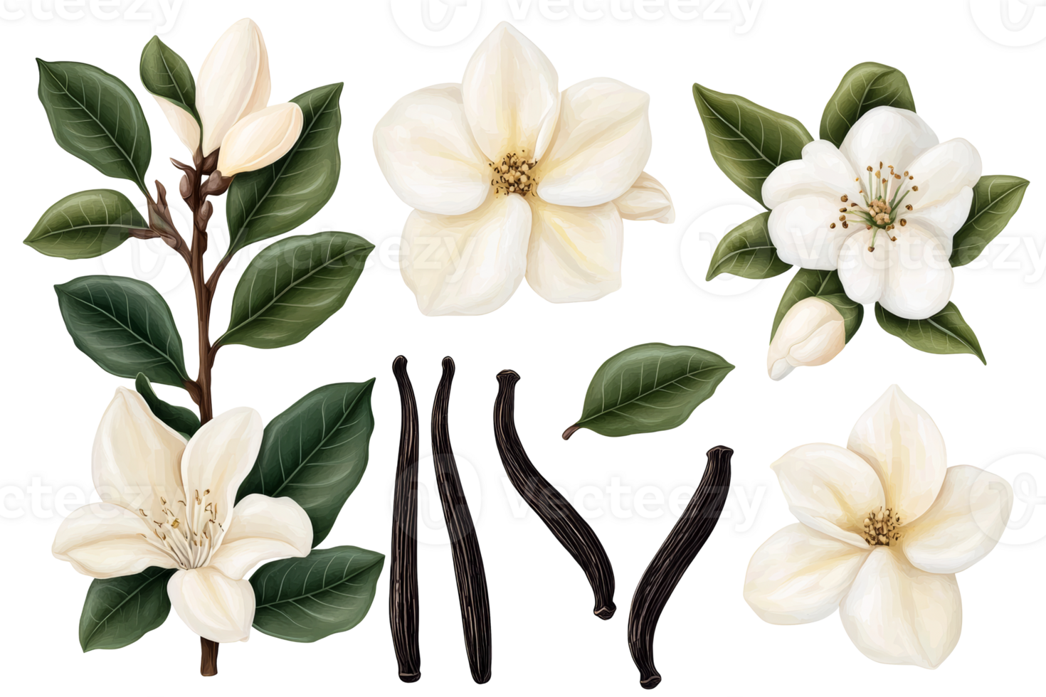 Magnolia flowers with vanilla beans and green leaves, cut out transparent png
