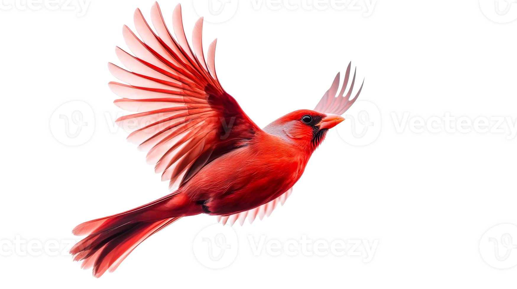 Cardinal bird flapping wings flying vivid red feathers, cut out transparent png