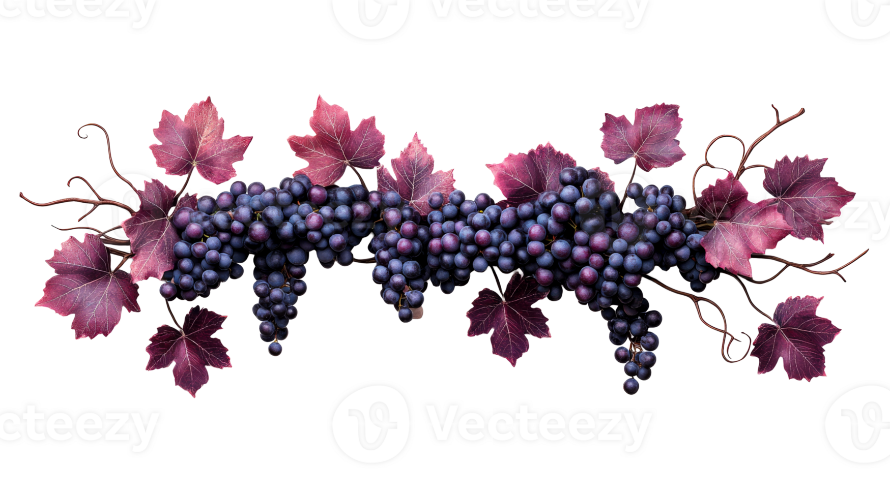 Ripe grape bunches with vine leaves illustration, cut out transparent png