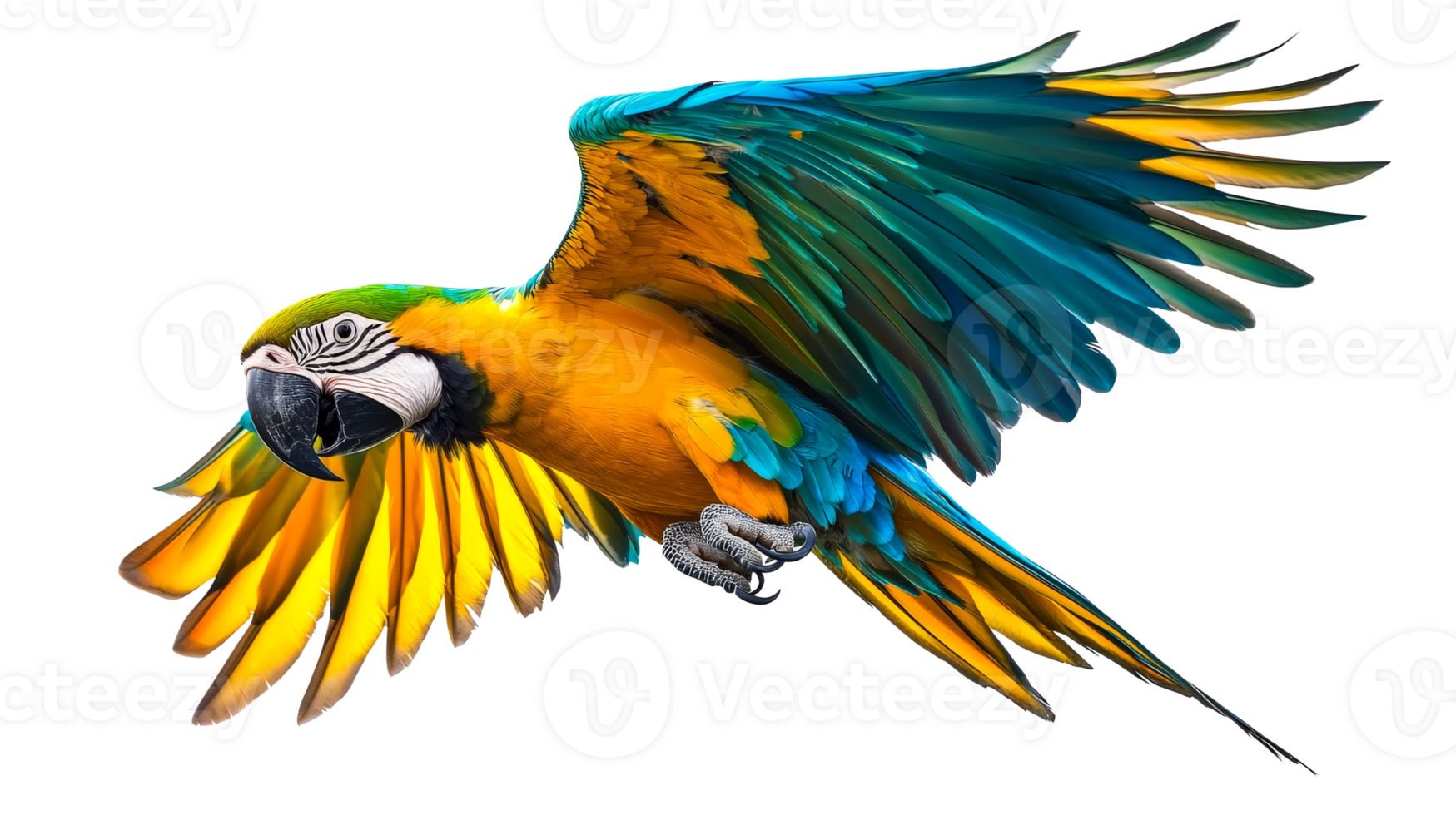 Macaw Parrot in Flight with Vibrant Feathers, cut out transparent png