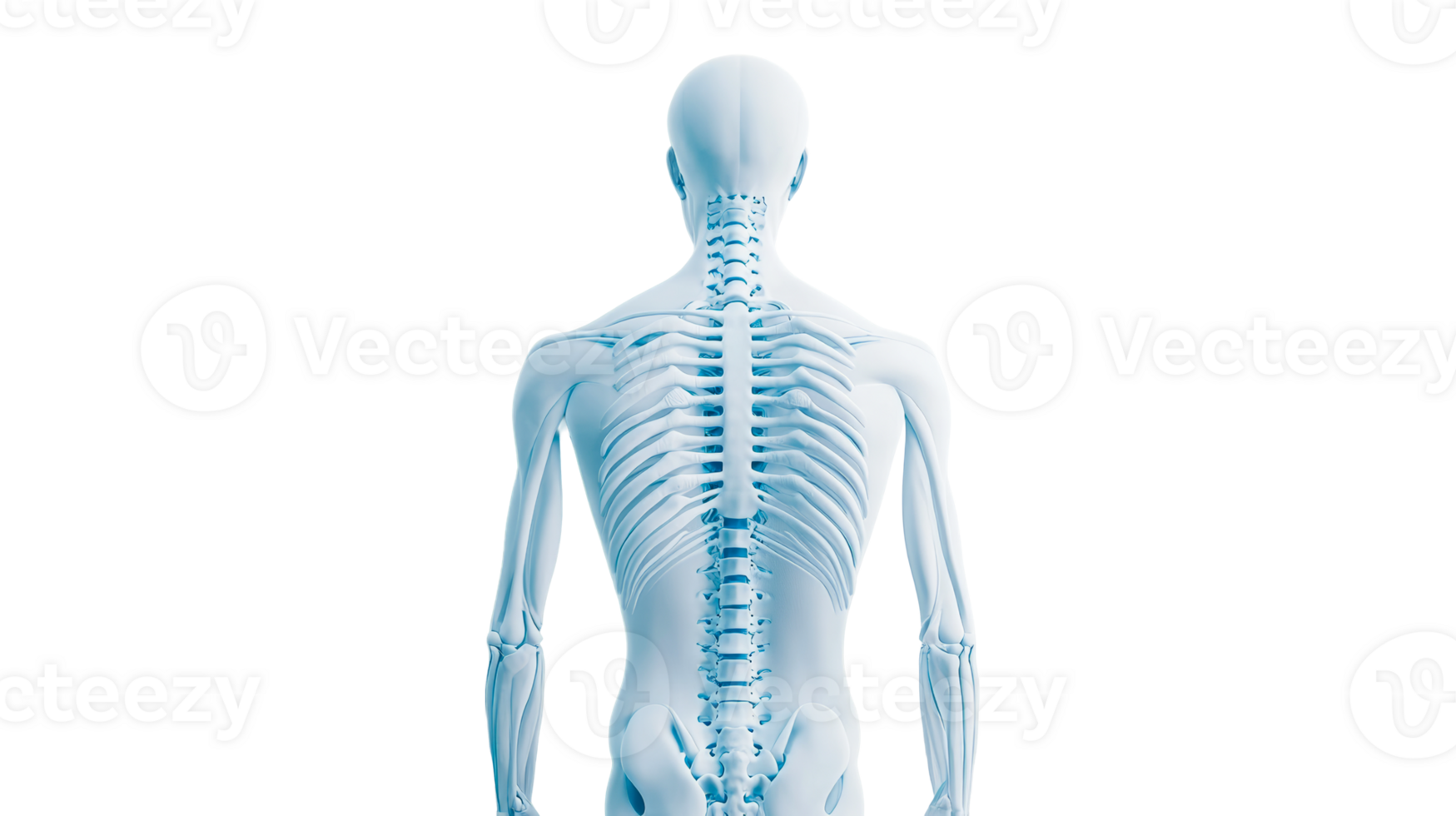 Human skeleton back view anatomy, structure, silhouette, cut out transparent png