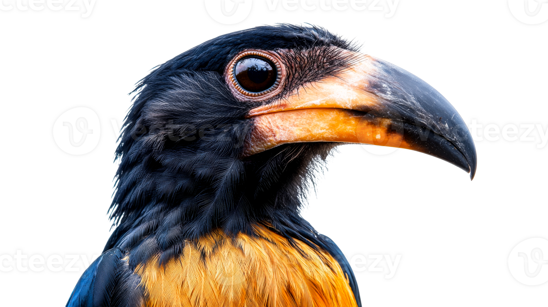 Rufous Hornbill bird detailed feathers, isolated beak, cutout transparent png