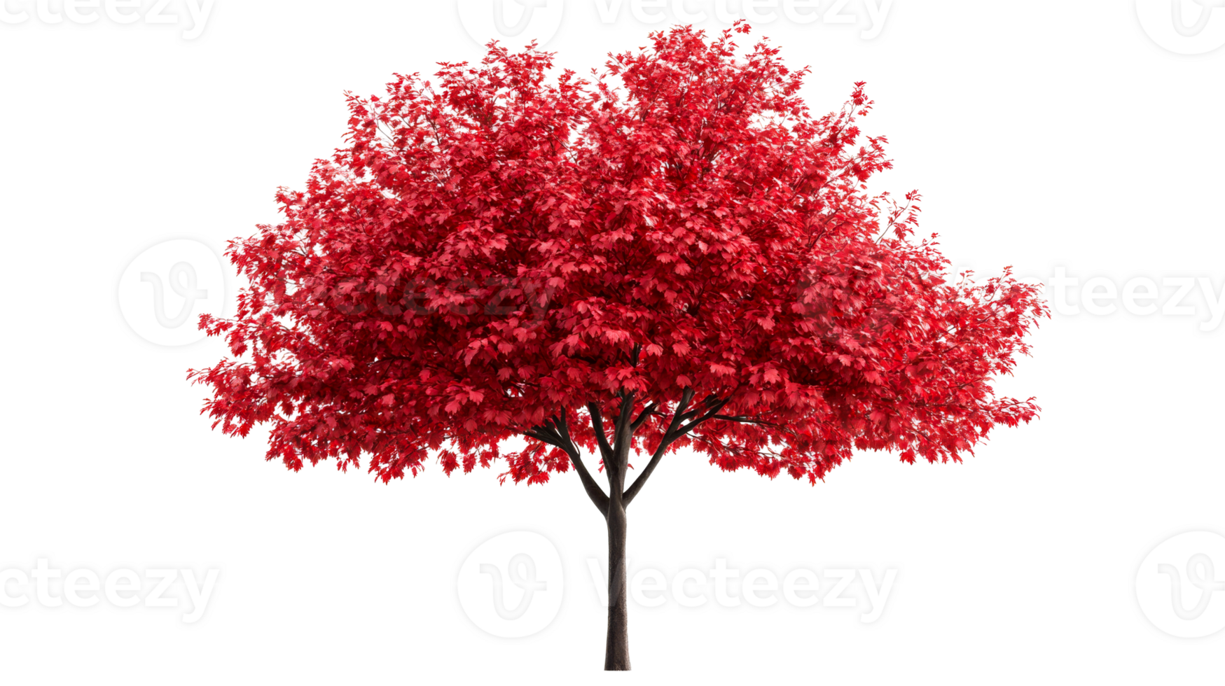Vibrant maple tree with red leaves isolated, cut out transparent png