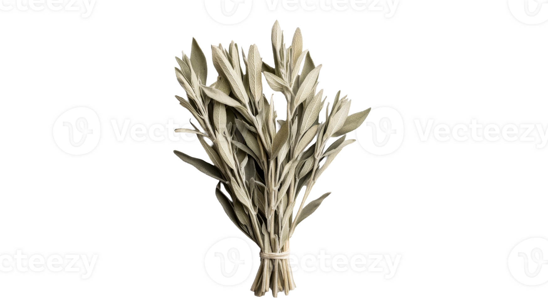 Sage bundle in center of dark background, cut out transparent png