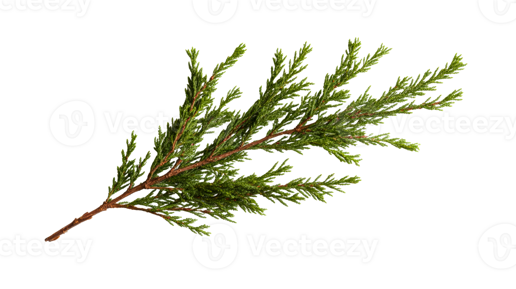 Green juniper branch with needles, botanical photography ,cut out transparent png