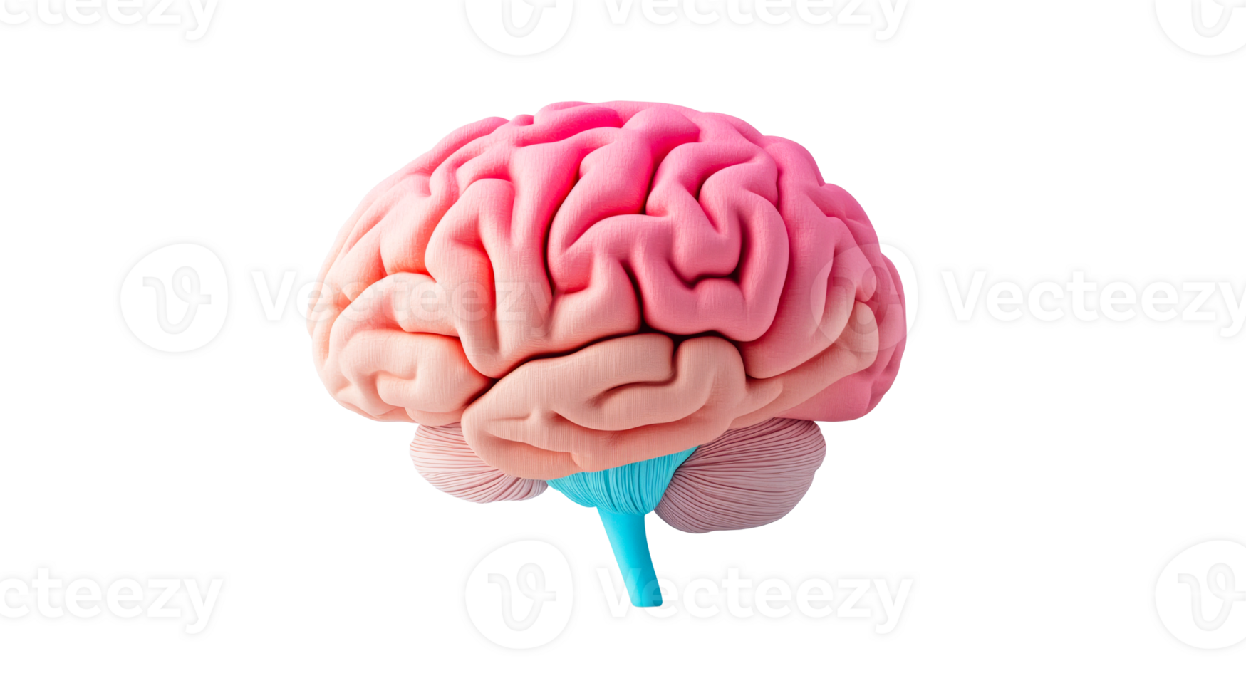 Anatomical model displays the brain, cut out transparent png