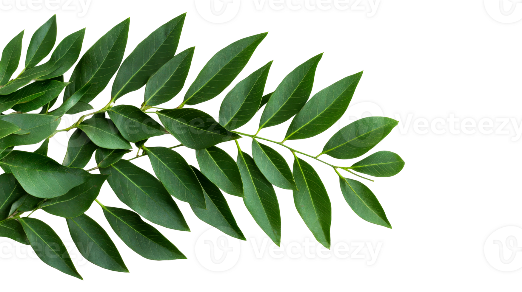 Leaves and stem with vibrant green foliage , cut out transparent png