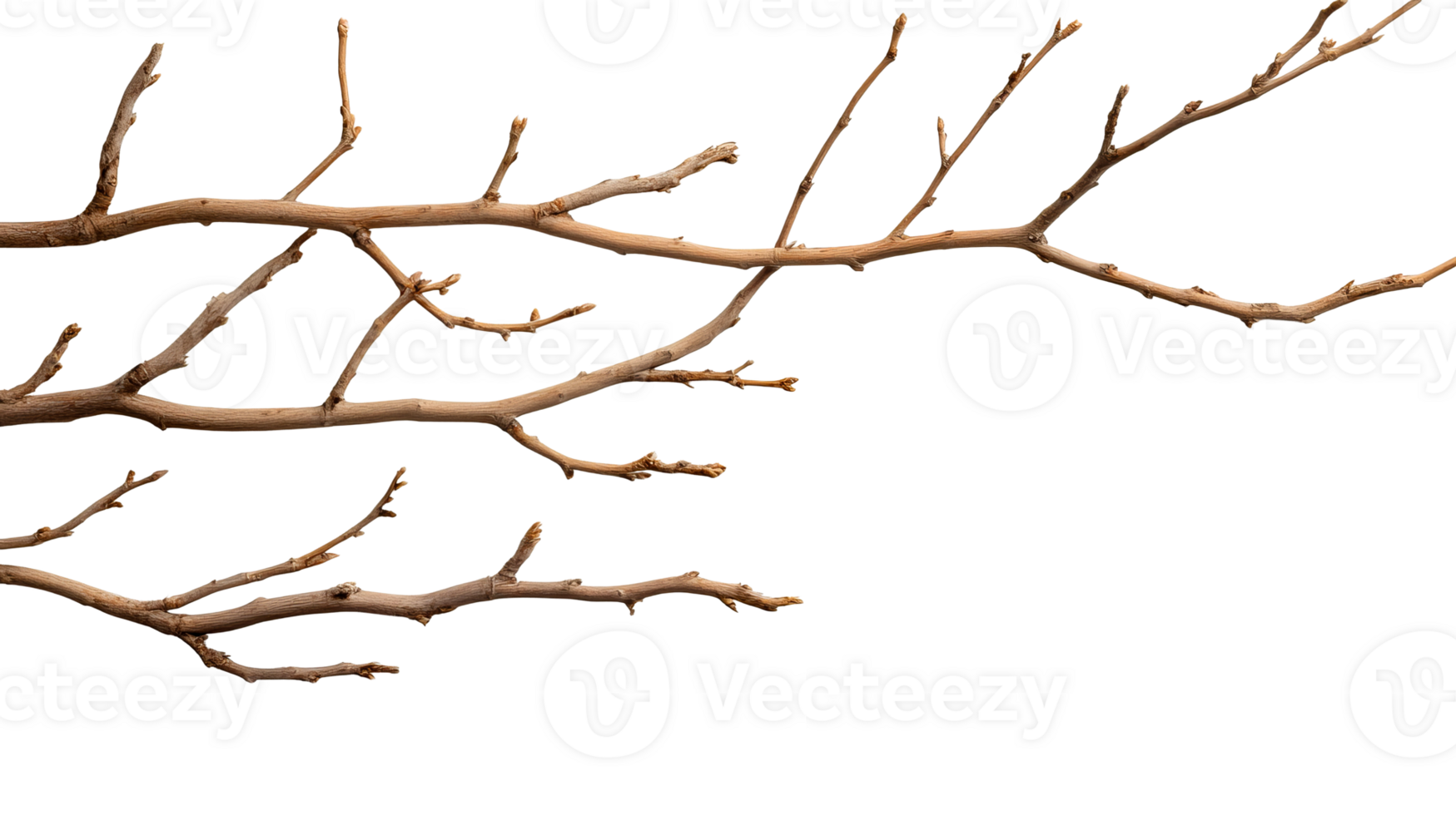 Bare branch with intricate twigs against a transparent background png