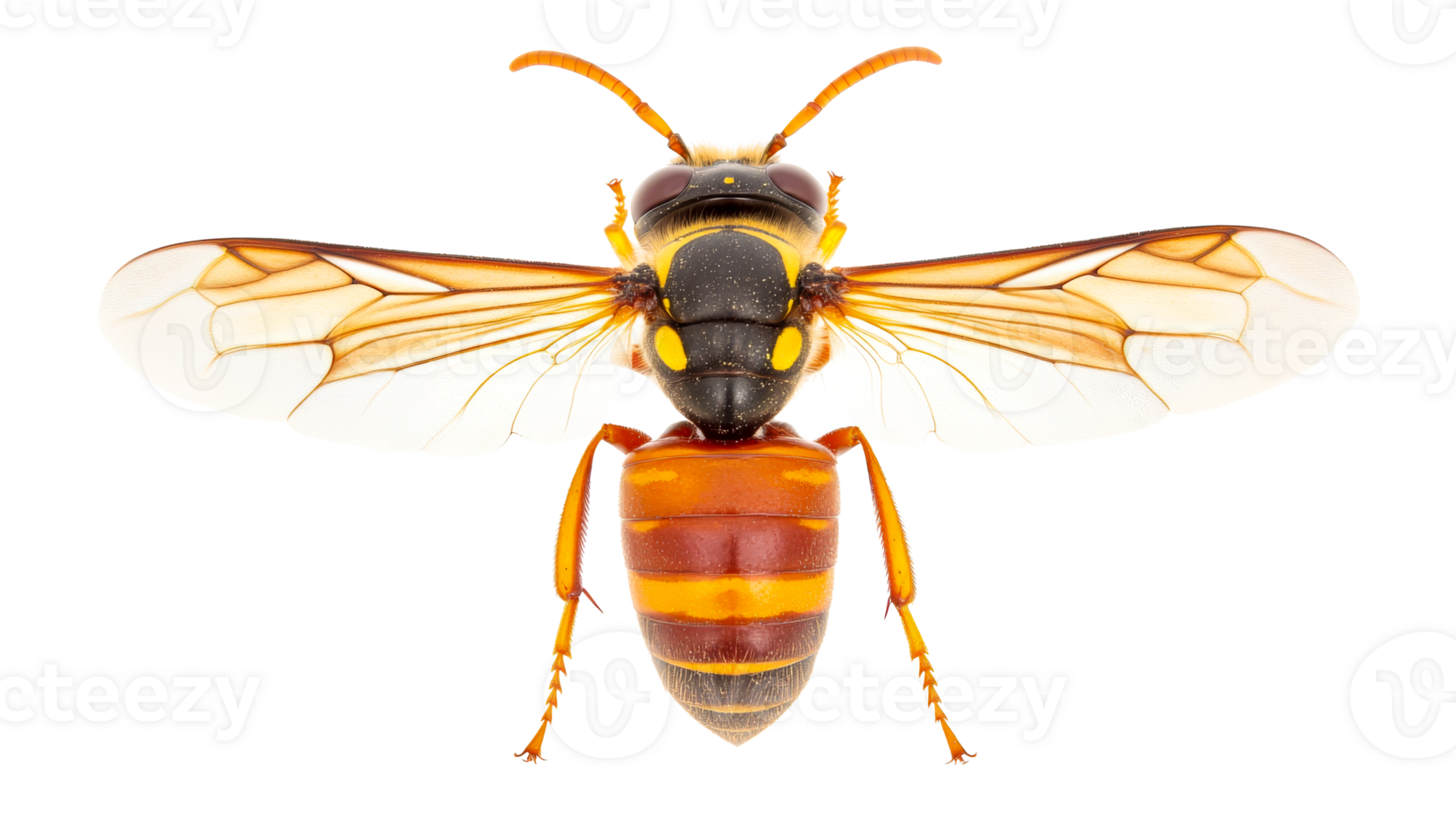 Giant horntail with yellow wing detail, cut out transparent png