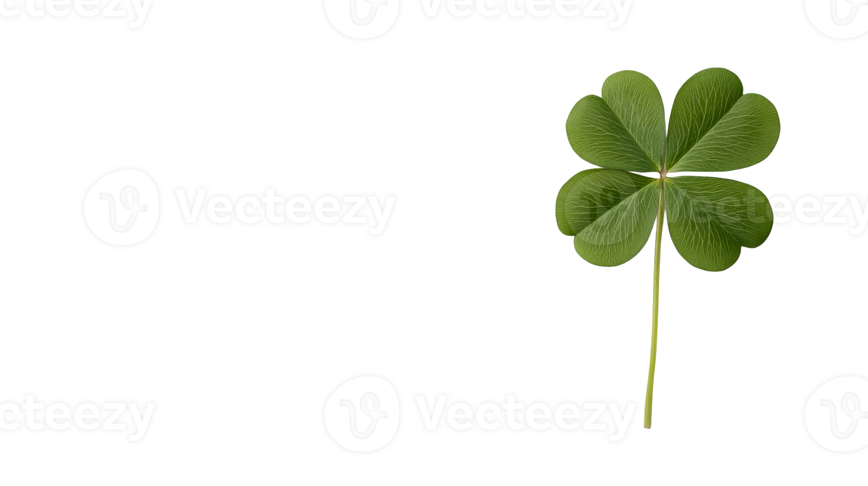 Four-leaf clover symbolizes luck and nature, cut out transparent png