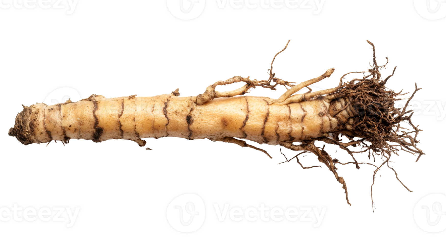 Freshly harvested horseradish root with soil, uncleaned, cut out transparent png