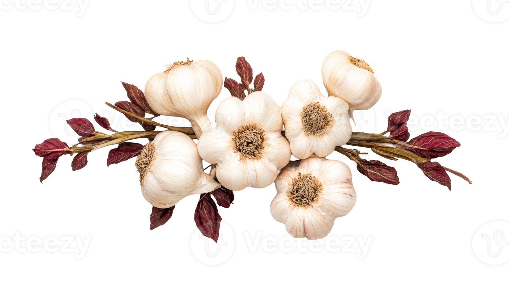 Garlic cloves with maroon leaves display, floral design, cut out transparent png