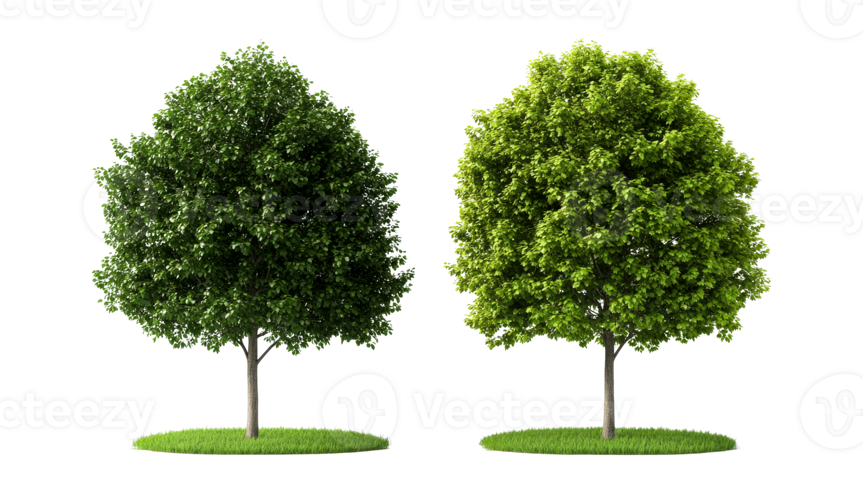 Two lush green trees, on grass, isolated on black background, cut out transparent png