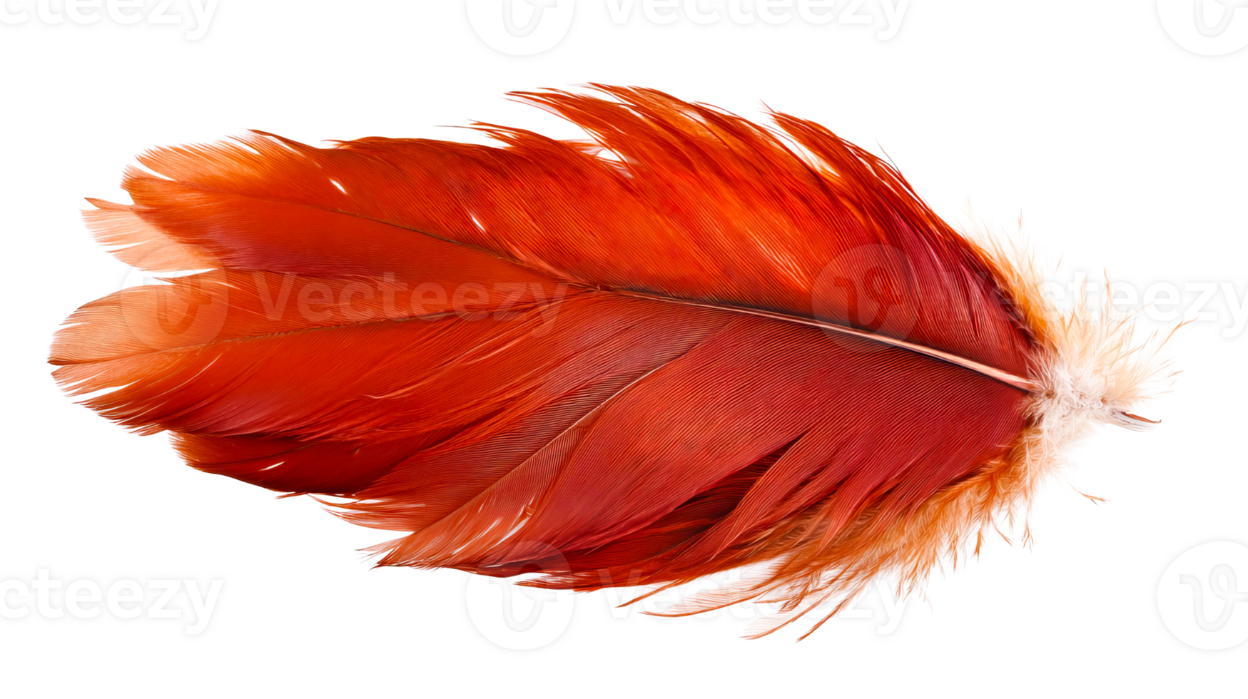 Bright orange feather detail, delicate texture, vibrant isolated , cut out transparent png