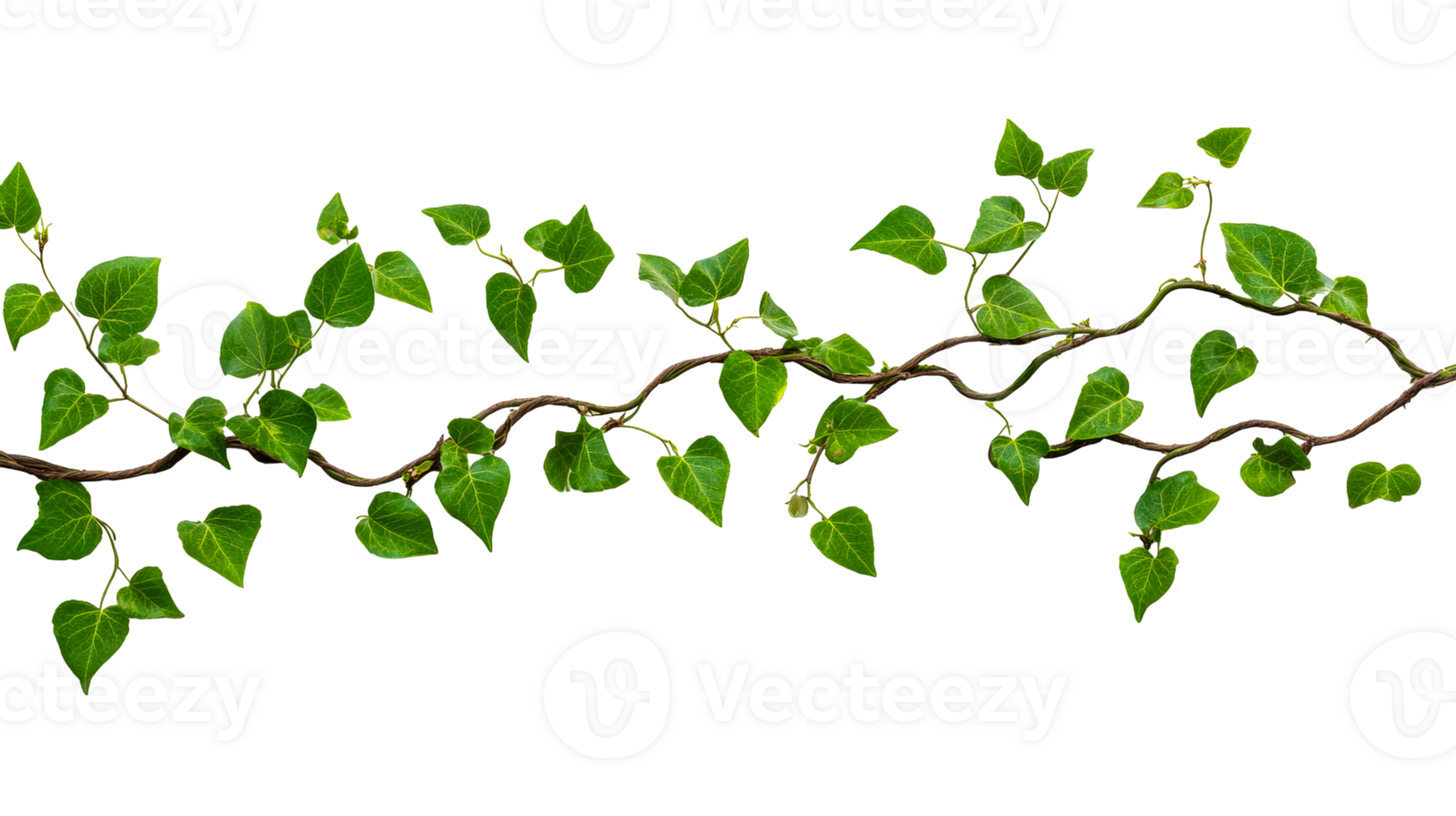 Creeping green plant vine with leaves, cut out transparent png