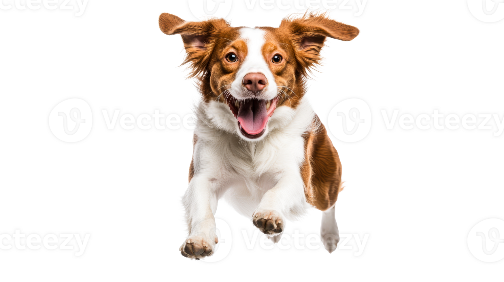 Energetic, happy dog running forward, cut out transparent png