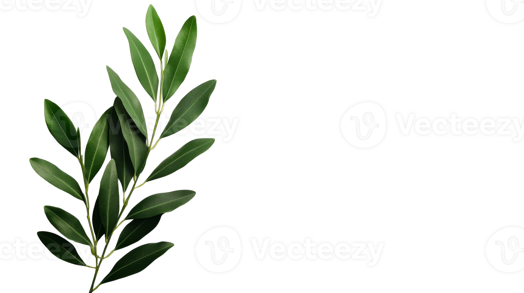 Lush Green Olive Branch on Black Background , cut out transparent png