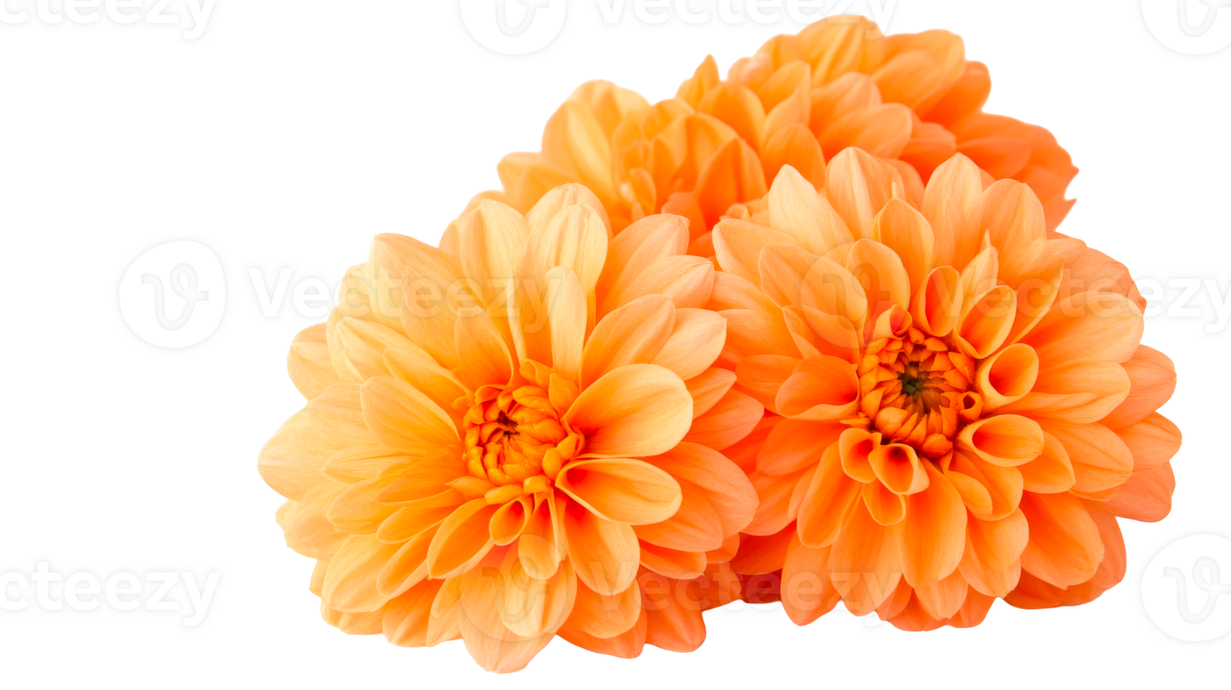Dahlia blossoms composition in vibrant orange hues, cut out transparent png