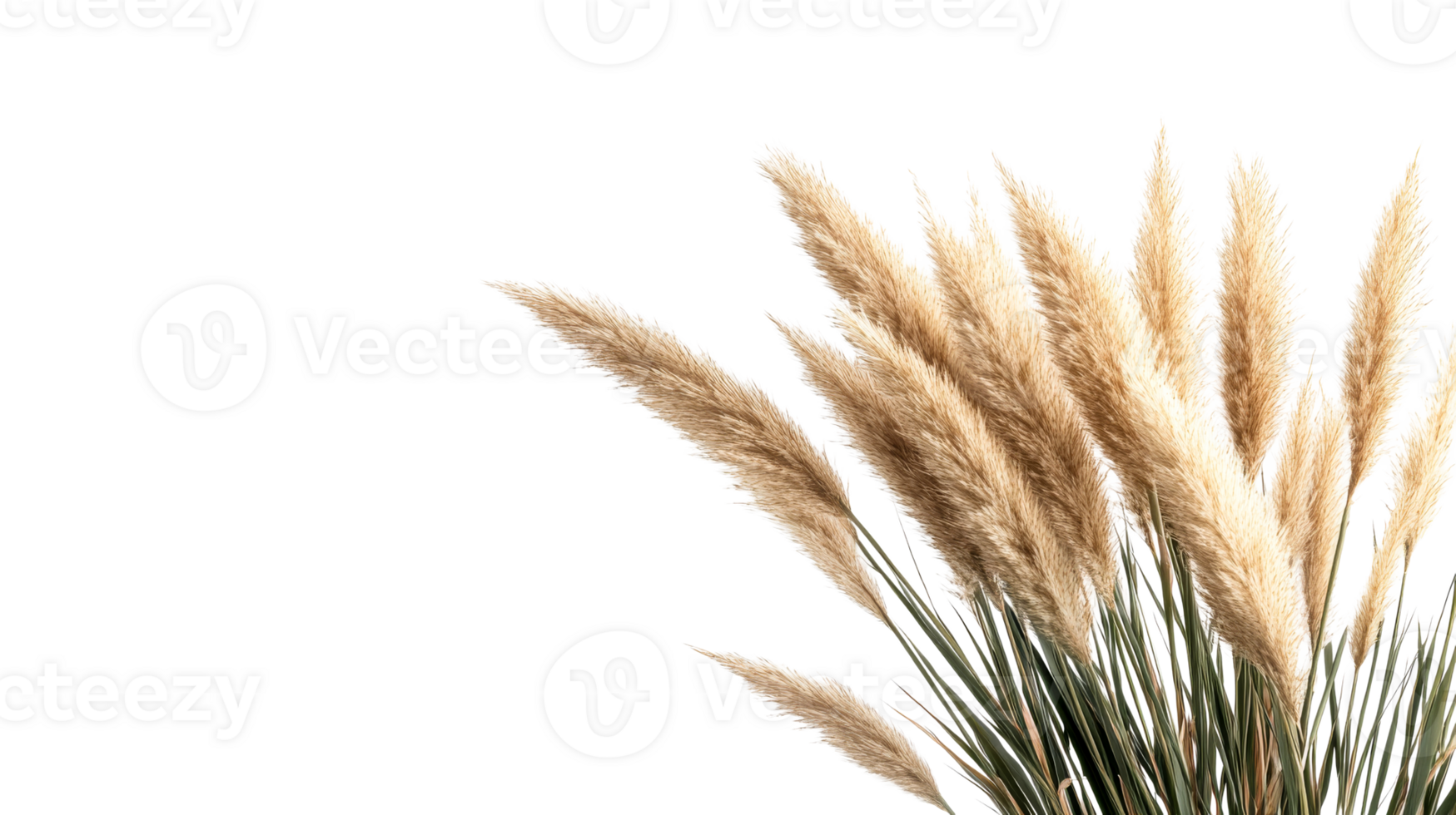 Pampas grass plumes on black background, ornamental, isolated, cut out transparent png