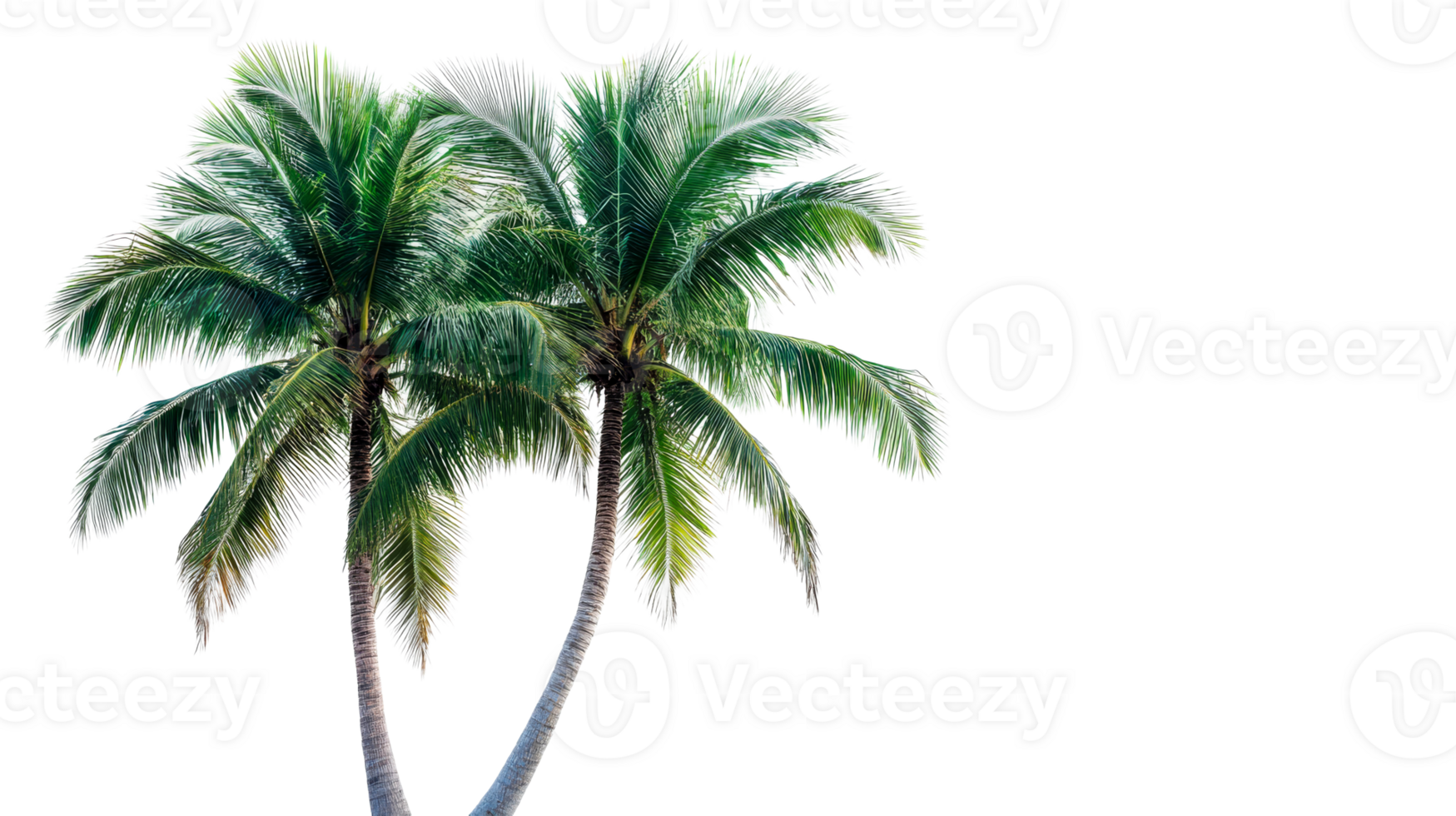 Two palm trees on black, detailed summer scene, cut out transparent png