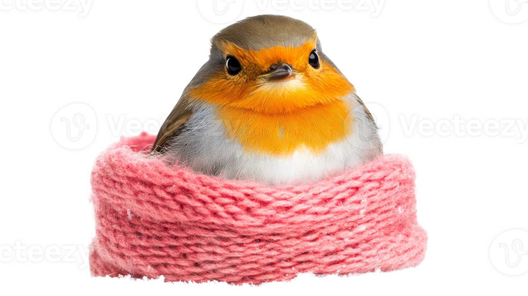 Robin bird snug in pink knitted scarf, cut out transparent png