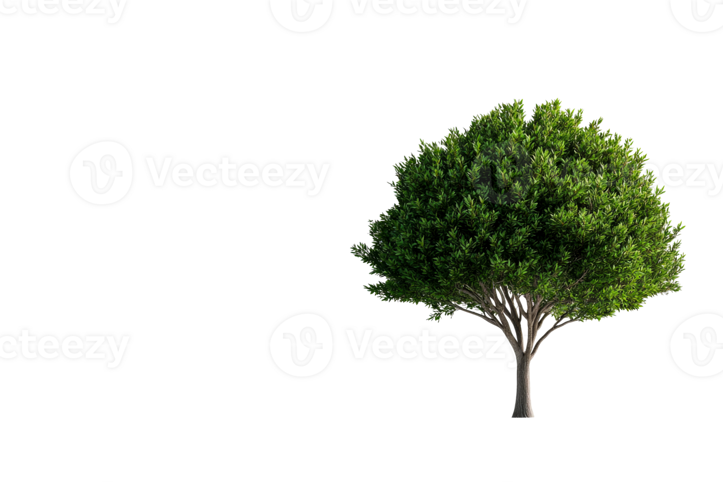 Tree with dense foliage, isolated on black background, cut out transparent png