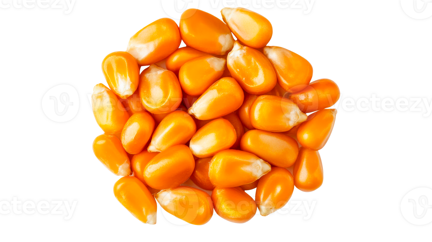 Heap of dry corn grains for popcorn, isolated, cut out transparent png