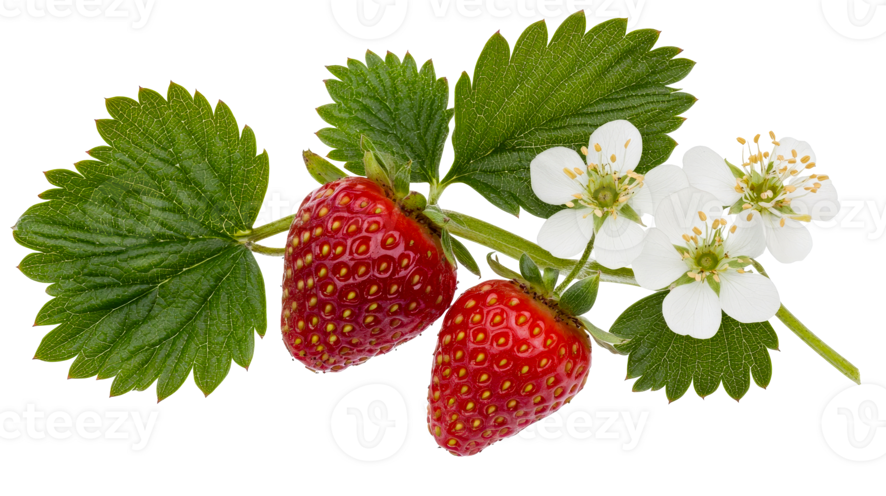 Fresh strawberries with flowers and leaves, cut out transparent png