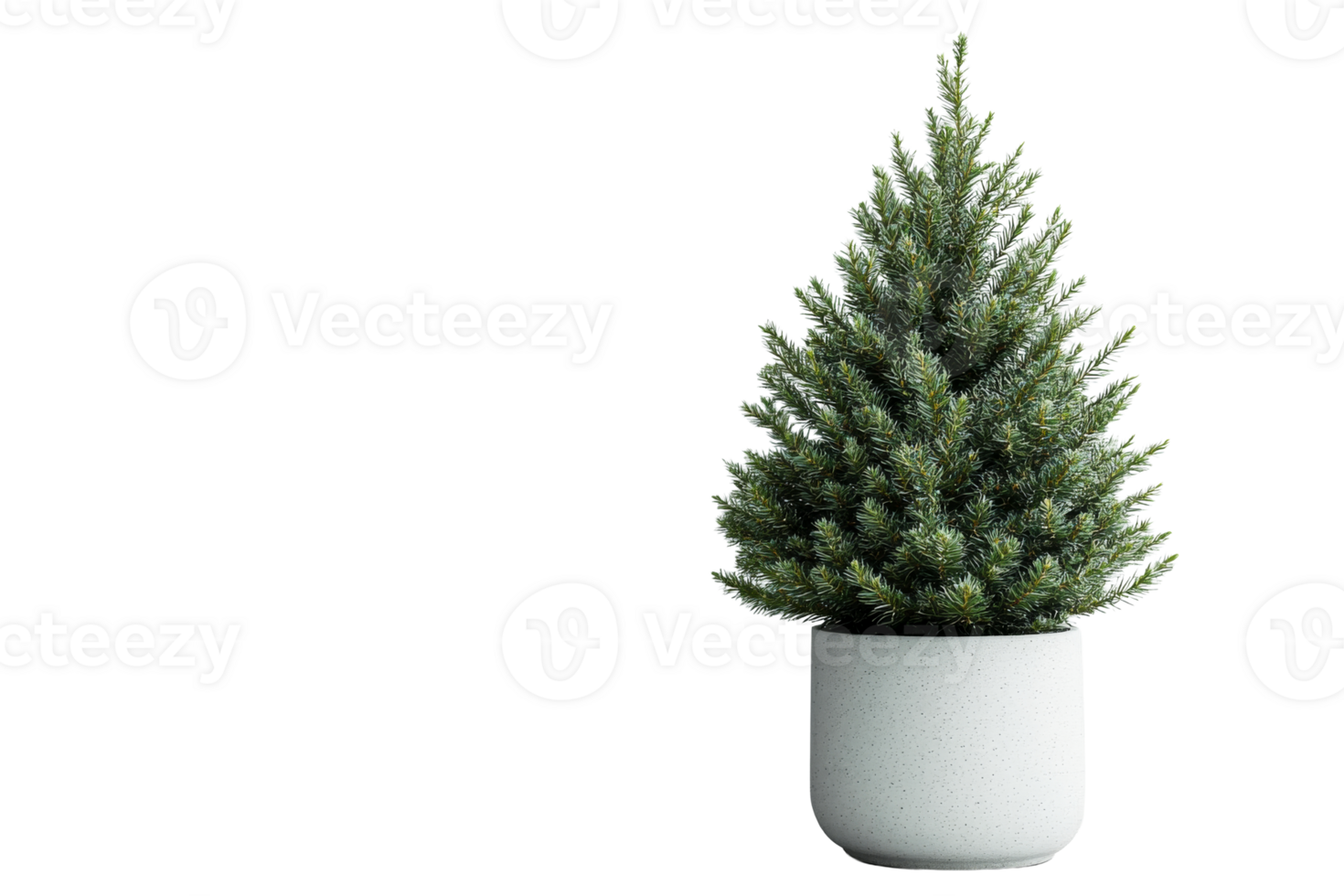 Decorative tree in a pot, minimalist style, indoor plants, evergreen, cut out transparent png