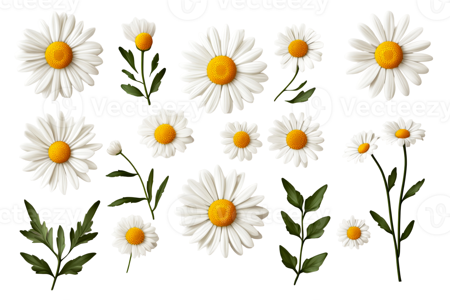 Daisies isolated collection, spring blossoms arrangement, cut out transparent png